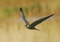 /album/birds-of-prey/a-127-jpg/